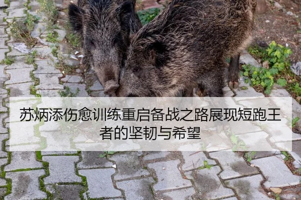苏炳添伤愈训练重启备战之路展现短跑王者的坚韧与希望